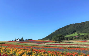 宮城県加美町にある総面積15万平方メートル、400種類の植物が栽培される広大な庭園『やくらいガーデン』