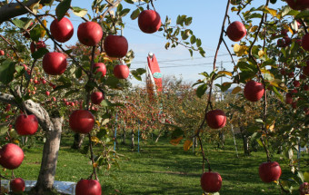 日本一のりんごの町で、りんご三昧を体験したいならここ！『道の駅 なみおか アップルヒル』