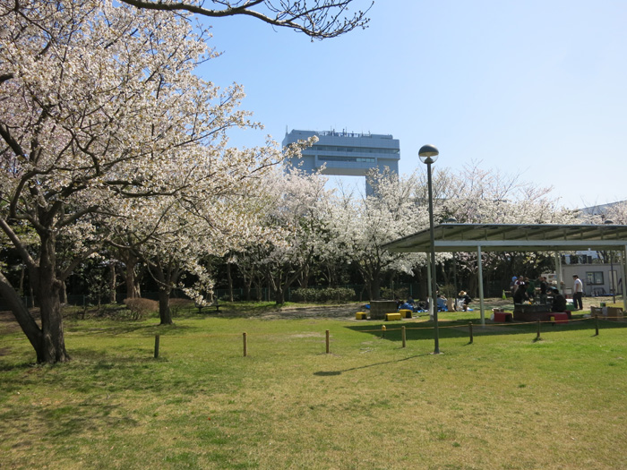 220本の桜の下でお花見ができます。