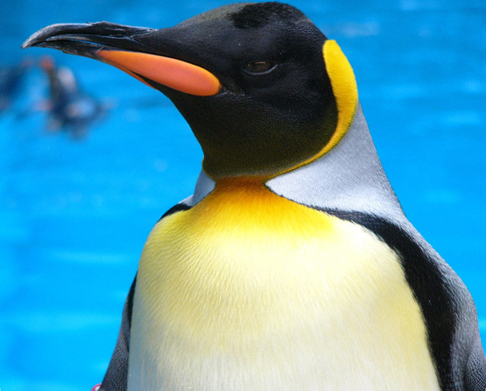 地球上に生息する18種類のペンギンのうち9種類が住む 長崎ペンギン水族館 しかも 間近に見たり ふれあえたりする体験型だから 誰もがペンギン愛に満たされる ロータスタウン クルマとあなたをつなぐ情報サイト