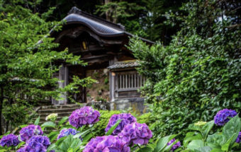 松江藩代々の藩主の菩提寺で、アジサイ寺としても有名。大亀伝説も伝わる古刹『月照寺』