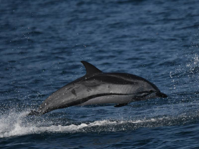土佐湾の大海原でクジラやイルカたちに出会えるかも 地元の漁師さんが案内してくれる 高知ホエールウォッチング宇佐 ロータスタウン クルマとあなたをつなぐ情報サイト