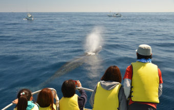 土佐湾の大海原でクジラやイルカたちに出会えるかも!?地元の漁師さんが案内してくれる『高知ホエールウォッチング宇佐』