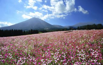 霧島連山のふもと、秋のコスモスをはじめ美しい花々が咲く「花の駅 生駒高原」