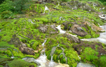 強酸性の温泉水の中で育つ不思議な苔があたり一面をおおう不思議な絶景「チャツボミゴケ公園」