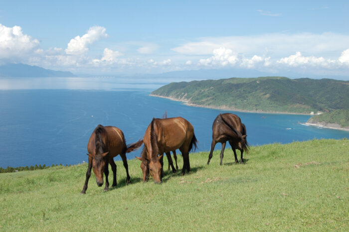 都井岬 馬4頭と風景