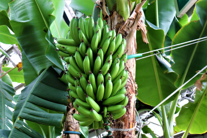 東谷山フルーツパーク ３）世界の熱帯果樹温室鑑賞　バナナ