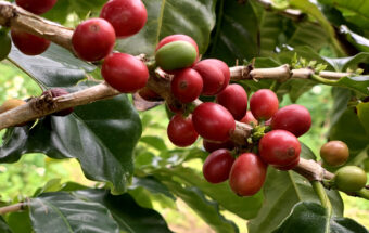 “やんばる”にあるコーヒー農園でコーヒーの真骨頂を味わう！体験する！「又吉コーヒー園」