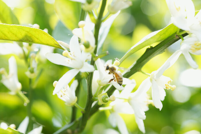 長坂養蜂場 三ヶ日みかんの花とミツバチ